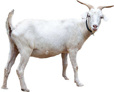 See real live goats in Pigeon Forge