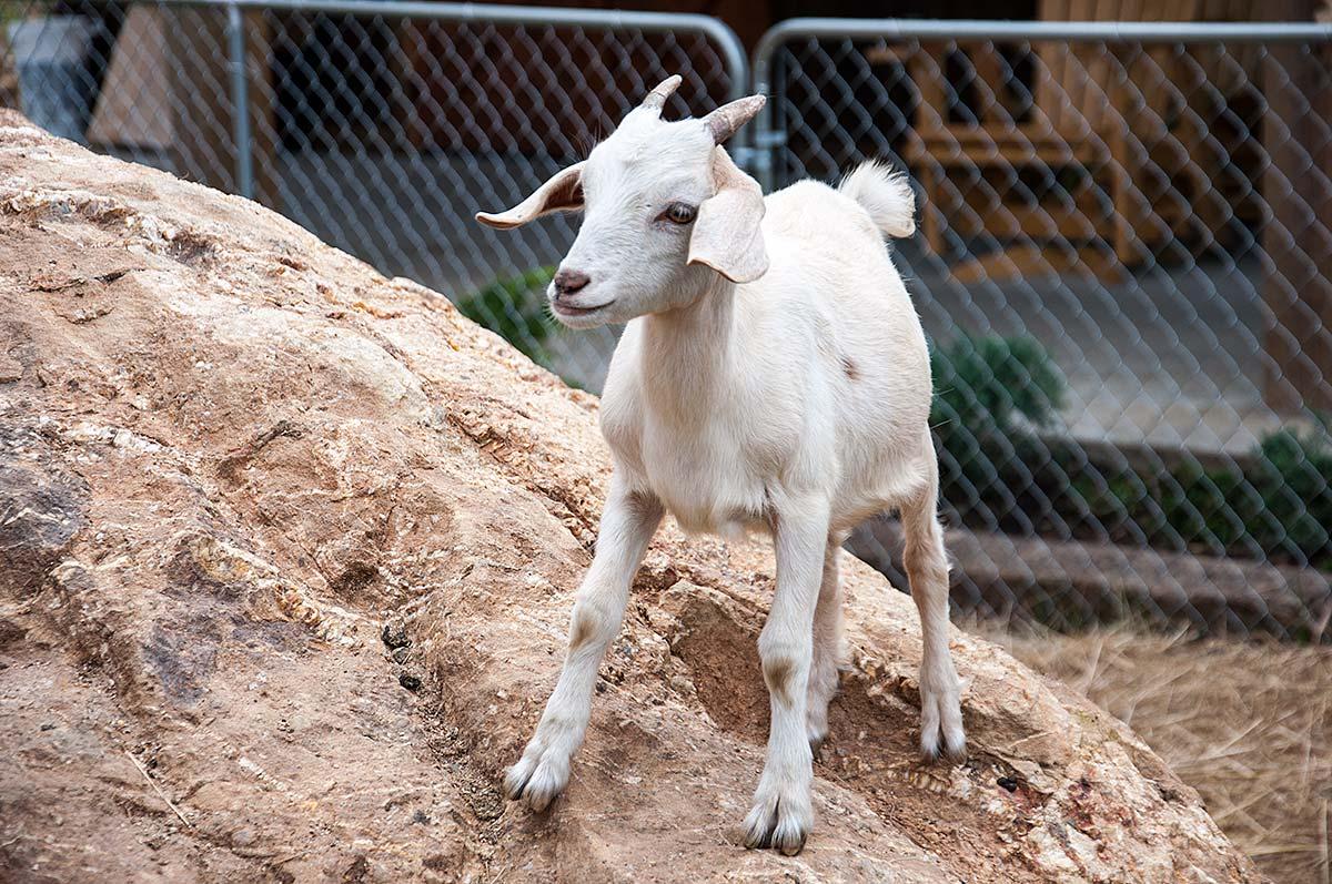 Baby goats are called kids