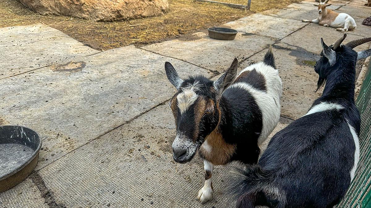 Visitors feeding goats at Goats on the Roof in Wears Valley Tennessee