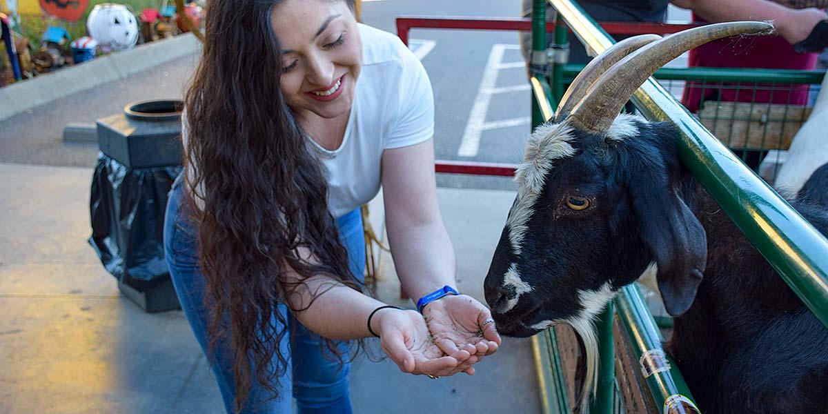 Goats are our specialty in Pigeon Forge.