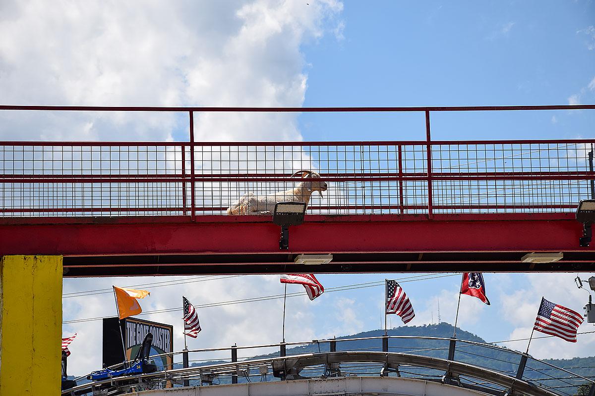 First time visitors enjoying Goats on the Roof of the Smoky Mountains near Pigeon Forge