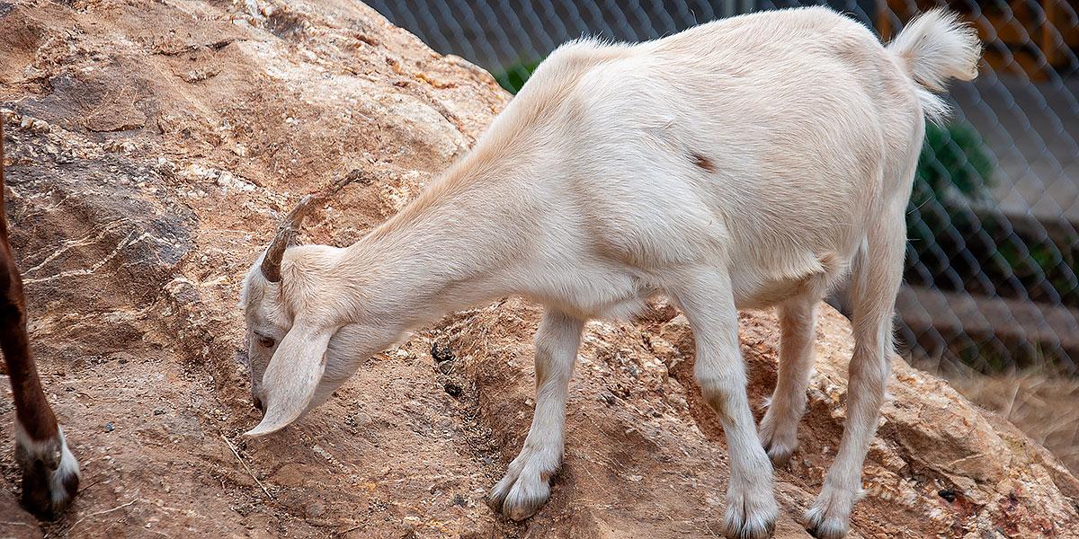 Goats climbing and exploring at Goats on the Roof of the Smokies