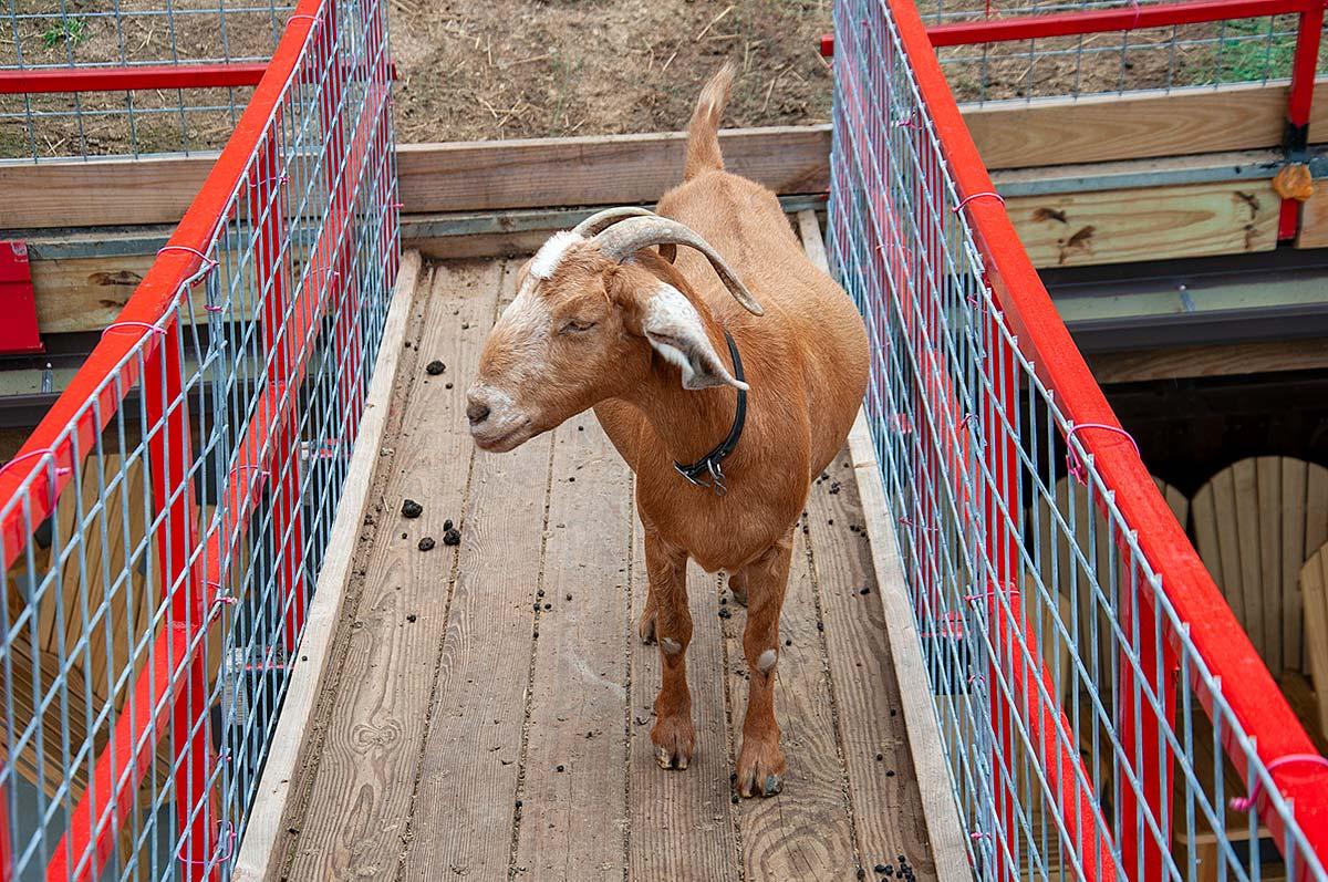 Walkway for goats only.