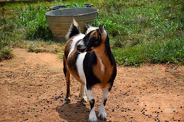 Another Adult goat