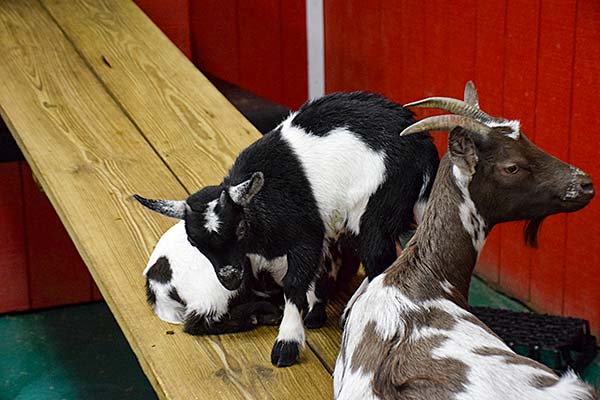 Baby goats.