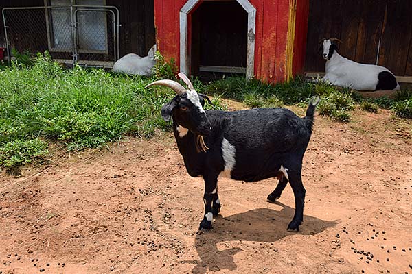 Adult goat